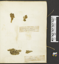 Multiclavula mucida image