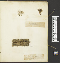 Pterula subulata image