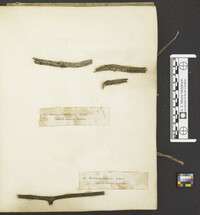 Hysterium smilacis image