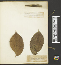 Stegophora ulmea image