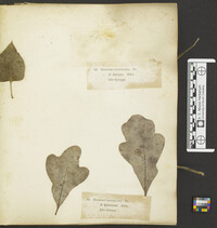 Erysiphe penicillata image