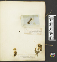 Zelleromyces ravenelii image