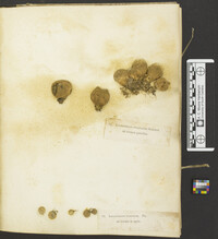 Lycoperdon pusillum image