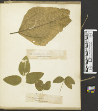 Uredo phaseoli image