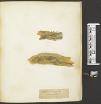 Marasmiellus vaillantii image