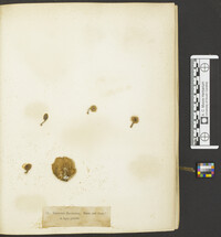 Lentinus ravenelii image