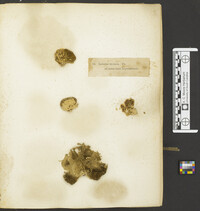 Lenzites bicolor image