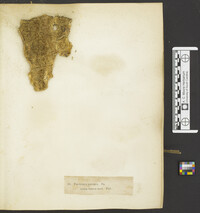 Antrodia xantha image