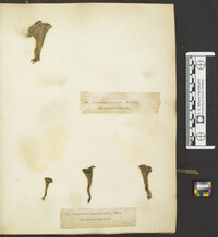 Clavariadelphus unicolor image