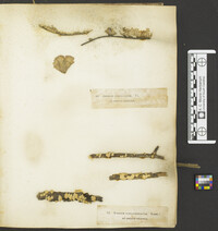 Stereum ochraceoflavum image