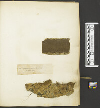 Lopharia papyrina image