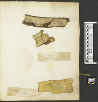 Phlebiopsis gigantea image