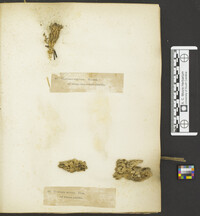 Multiclavula mucida image
