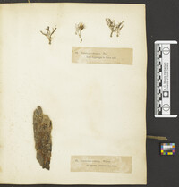 Pterula subulata image