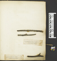 Hysterium smilacis image