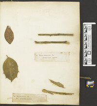 Stictis pupula image