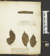 Stegophora ulmea image