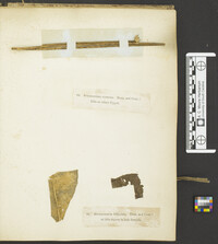 Acrospermum foliicola image