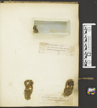 Zelleromyces ravenelii image