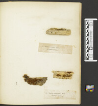 Metatrichia vesparium image