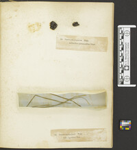 Monilinia fructigena image