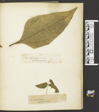 Uredo phaseoli image