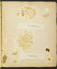 Mycena capillaris image