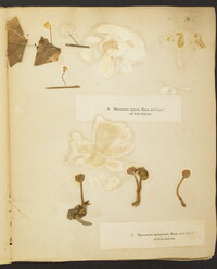 Marasmius opacus image