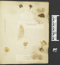Microporellus dealbatus image