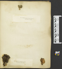 Hydnellum ferrugineum image