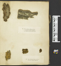 Hydnochaete tabacina image