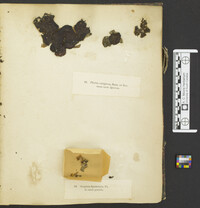 Punctularia strigosozonata image