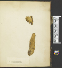 Ceratobasidium ochroleucum image