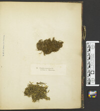 Eocronartium muscicola image