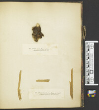 Discocurtisia arundinariae image