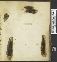Hypoxylon fragiforme image