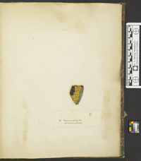 Hypocrea citrina image