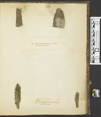 Nectria diploa image