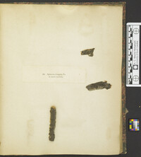 Cucurbitaria elongata image