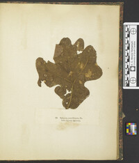 Sphaeria punctiformis image
