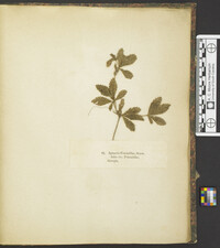 Phyllachora potentillae image
