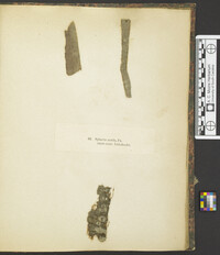 Botryosphaeria stevensii image