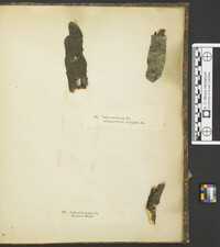 Leucostoma persoonii image