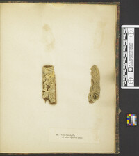 Caudospora taleola image