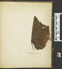 Graphium clavisporum image