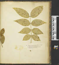 Mycosphaerella berkeleyi image