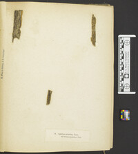 Resupinatus striatulus image