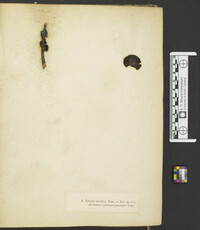 Anthracophyllum lateritium image