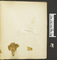 Albatrellus cristatus image