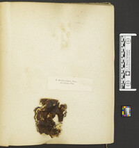 Ceraceomyces serpens image